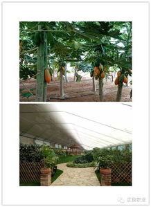 綠色純天然老少皆宜的大櫻桃,開始采摘了